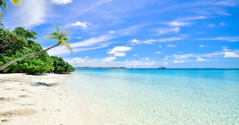 Beaches - Landscape Photography of Trees on Shoreline