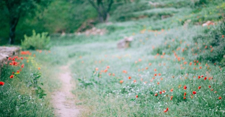 Red Centre Way - Narrow path among grassy glade with small red flowers growing in forest in nature on summer day with blurred background