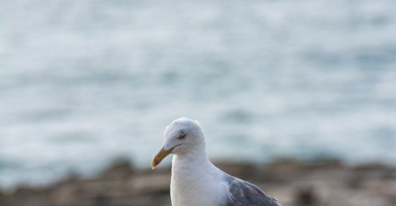 Walks - Seagull Walks on Wall by Sea