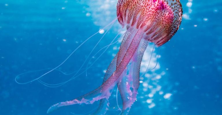 Marine Life - Shallow Focus Photo of Pink and Brown Jellyfish