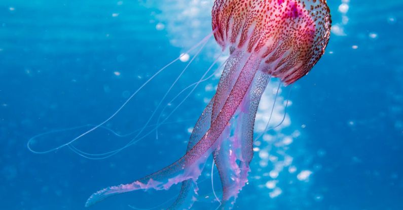 Marine Life - Shallow Focus Photo of Pink and Brown Jellyfish