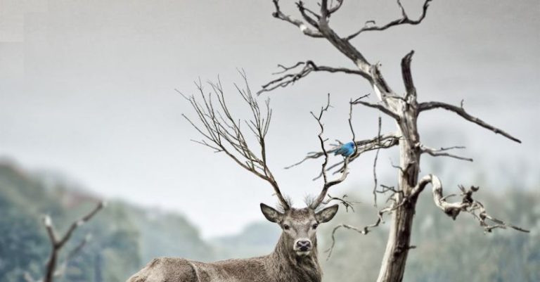 Wildlife - Brown Deer Near Withered Tree