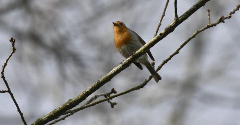 Birdwatching - A bird is perched on a tree branch