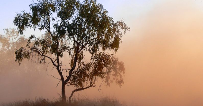 Outback - Leafed Trees