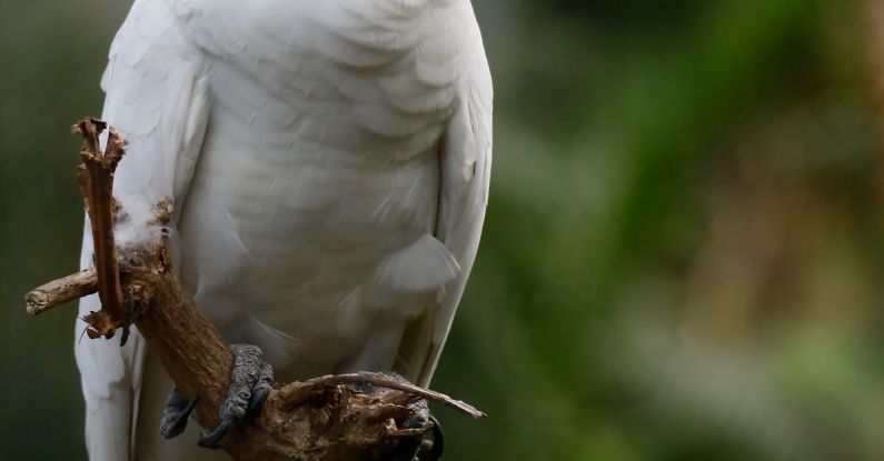 Kakadu - A White Kakadu Parrot