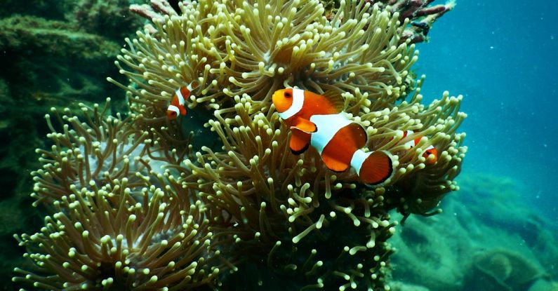 Reef - Clownfish near Coral Reef